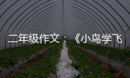 文二年飞翔小鸟学级作
